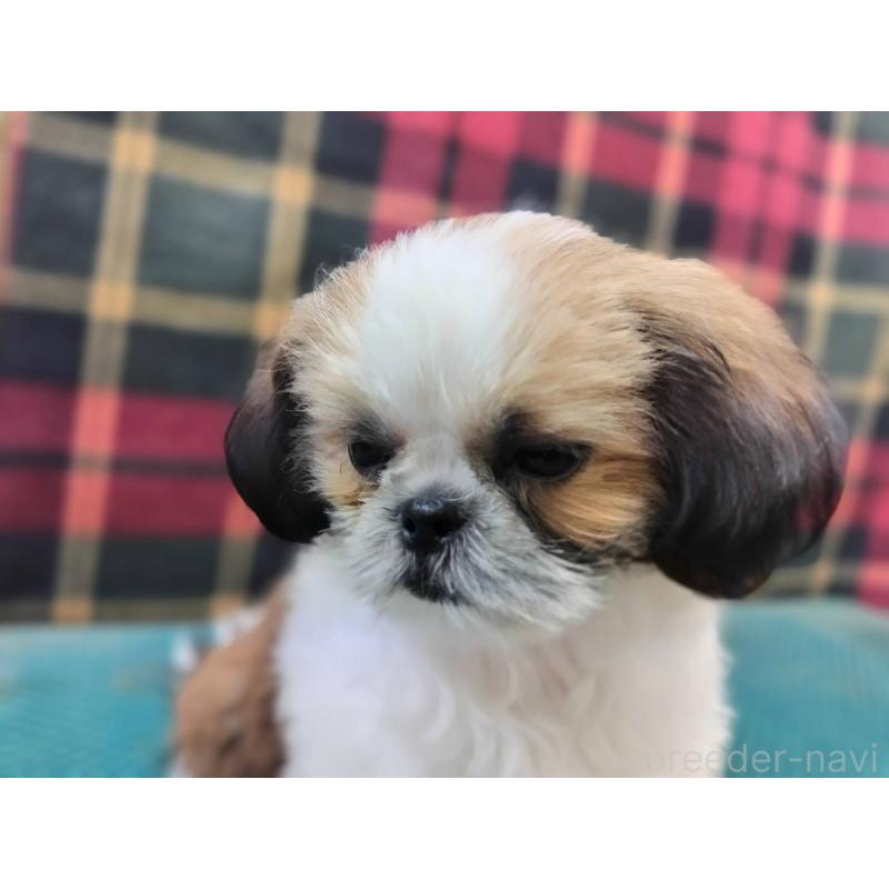 販売中の山形県のシーズー-410315の3枚目