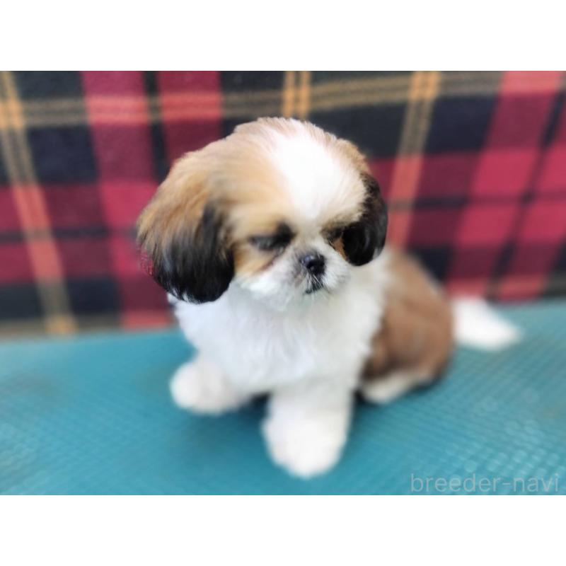 販売中の山形県のシーズー-410315の2枚目