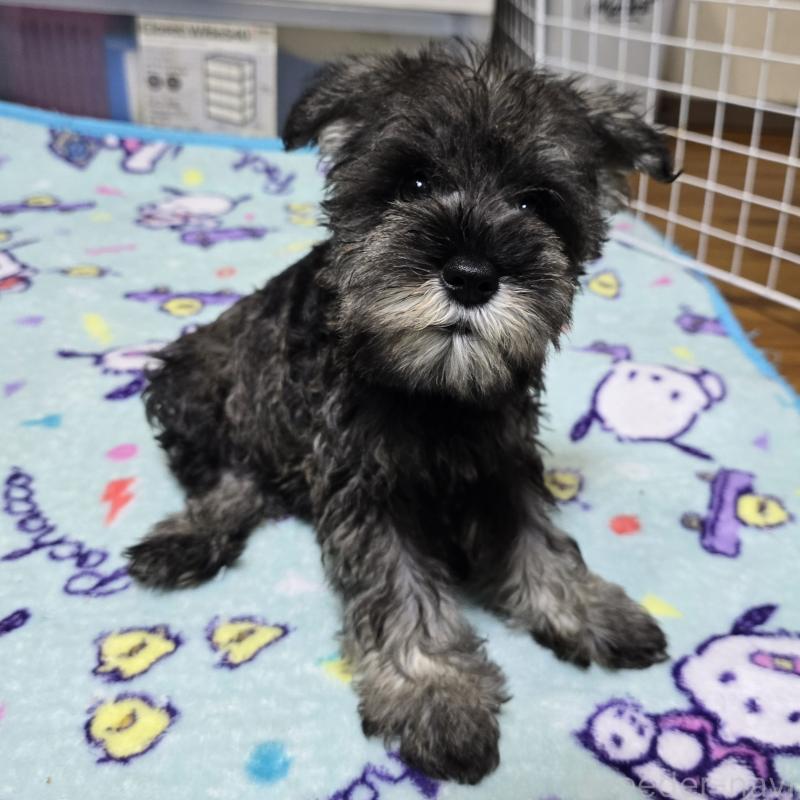 成約済の岡山県のミニチュアシュナウザー-410241の3枚目