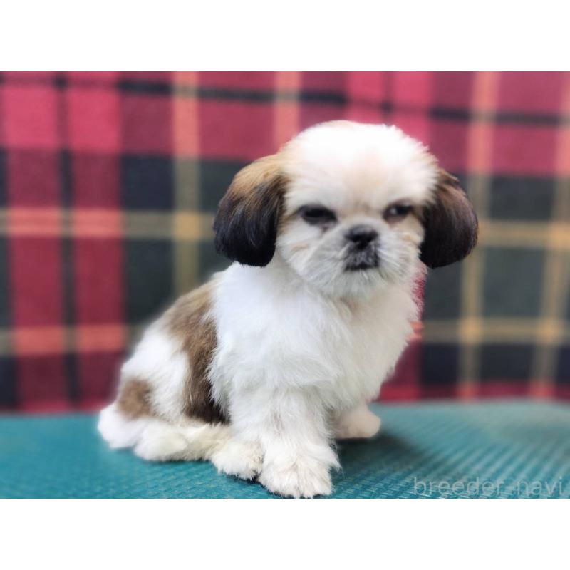 販売中の山形県のシーズー-410302の3枚目