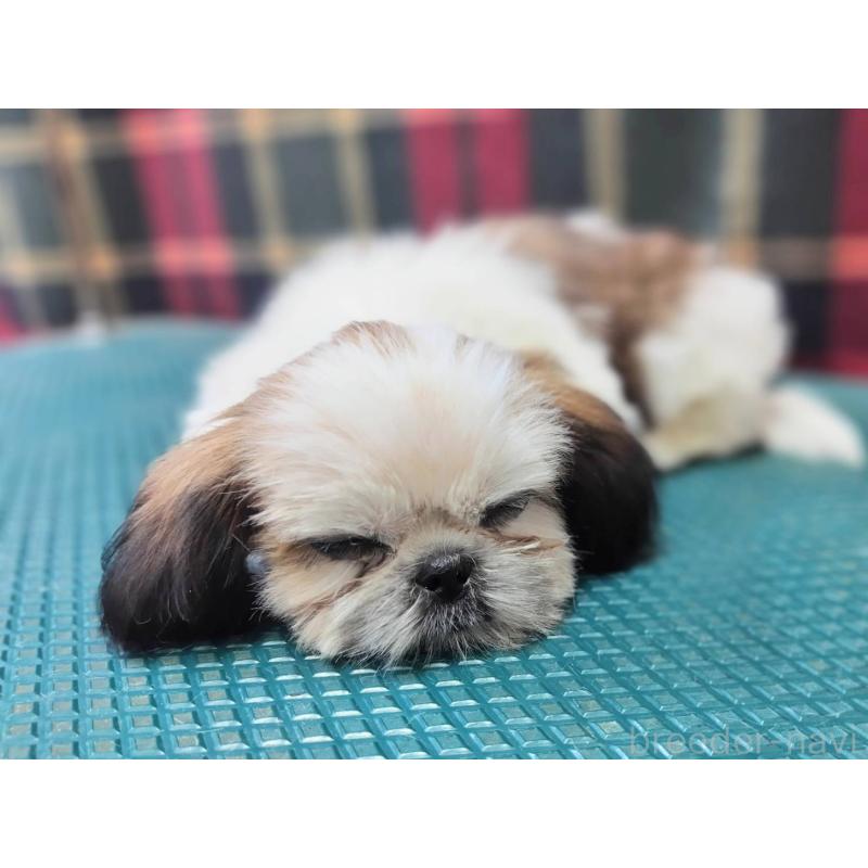 販売中の山形県のシーズー-410302の2枚目