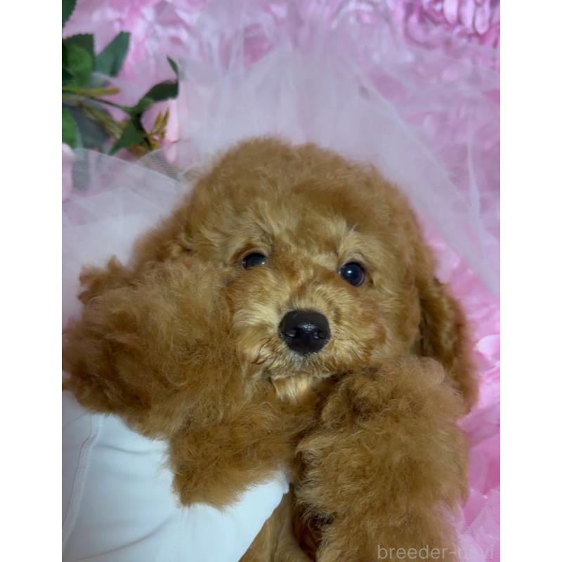 販売中の香川県のトイプードル-413165の6枚目