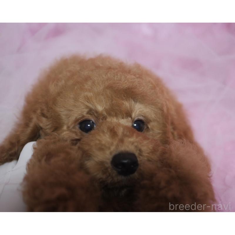 販売中の香川県のトイプードル-413165の5枚目