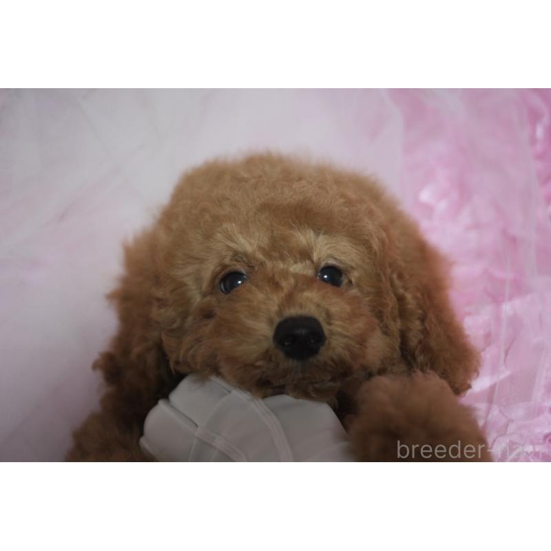 販売中の香川県のトイプードル-413165の4枚目