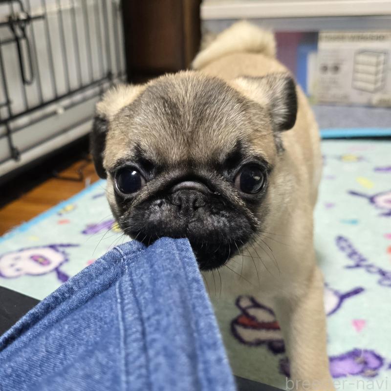 成約済の岡山県のパグ-398043の3枚目