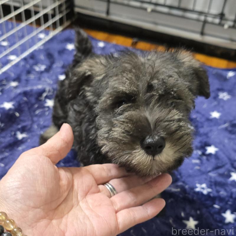 成約済の岡山県のミニチュアシュナウザー-412002の1枚目