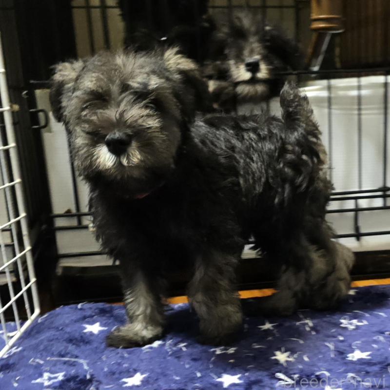 成約済の岡山県のミニチュアシュナウザー-412002の2枚目