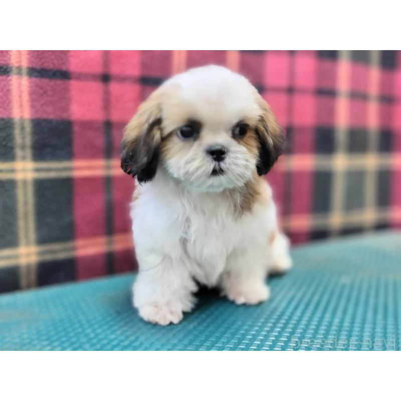 販売中の山形県のシーズー-410309の2枚目