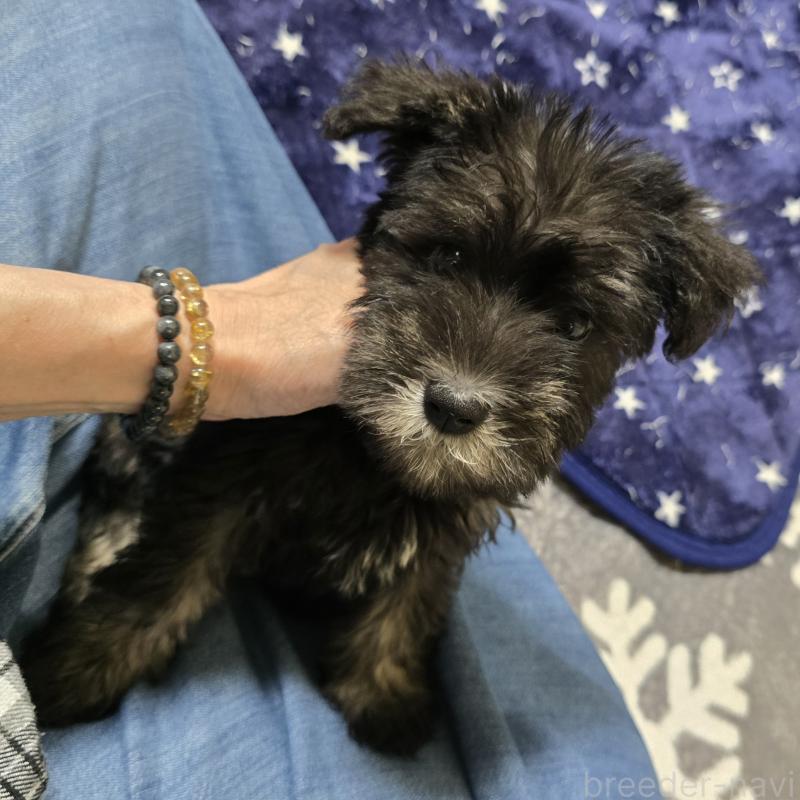 成約済の岡山県のミニチュアシュナウザー-412003の1枚目