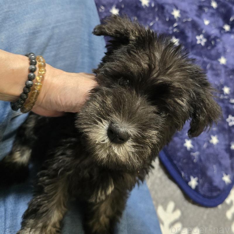 成約済の岡山県のミニチュアシュナウザー-412003の3枚目