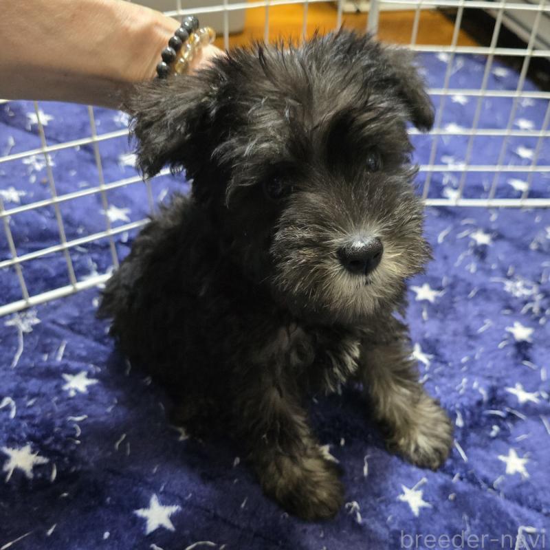 成約済の岡山県のミニチュアシュナウザー-412003の2枚目