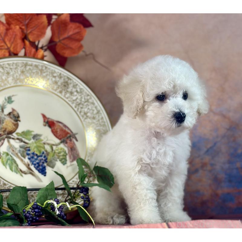 販売中の京都府のタイニープードル-413400の8枚目