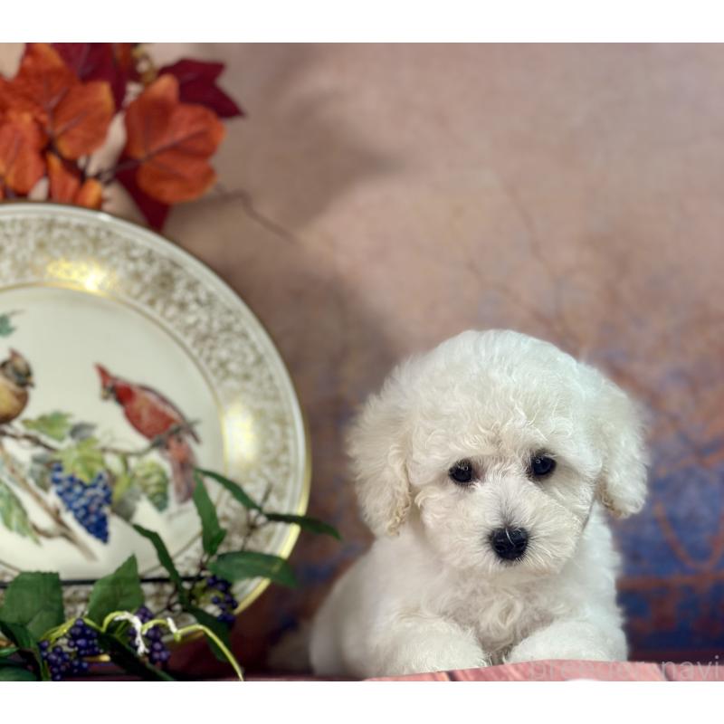 販売中の京都府のタイニープードル-413400の7枚目