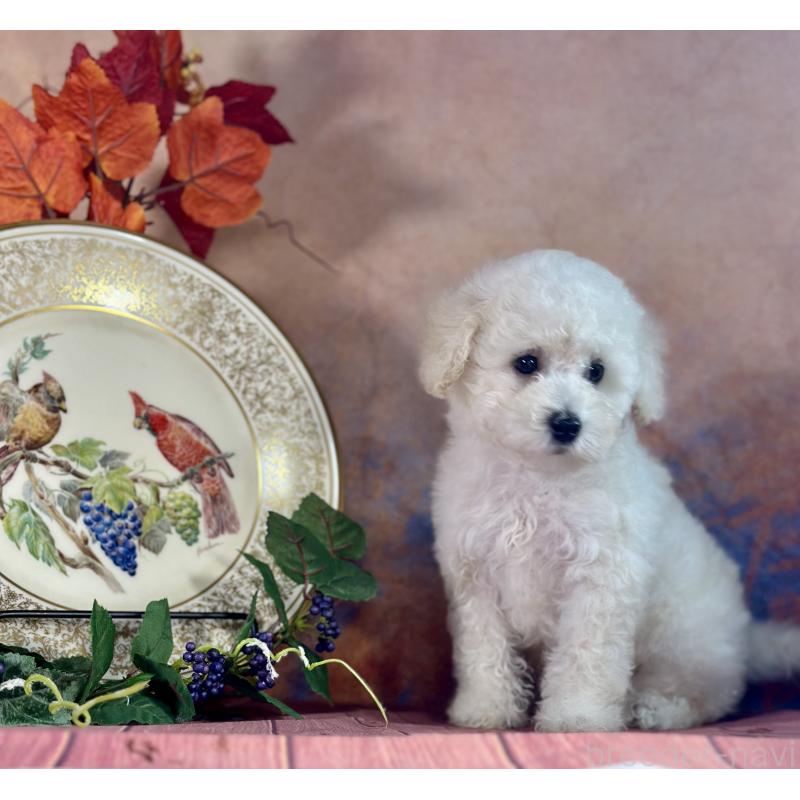 販売中の京都府のタイニープードル-413400の6枚目