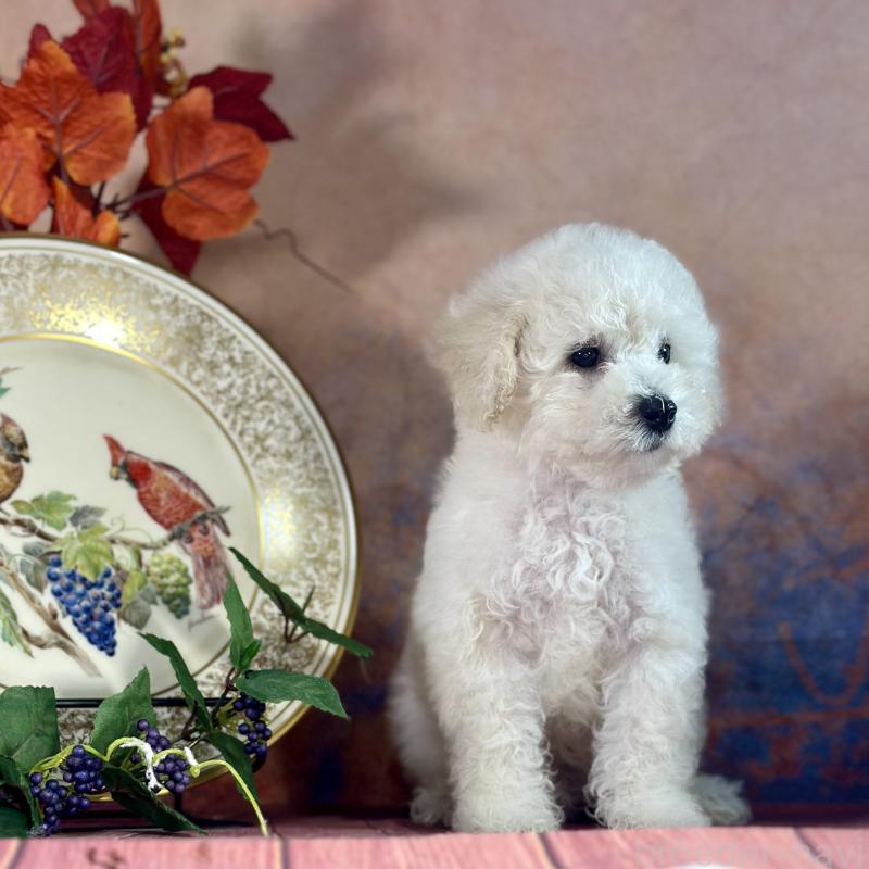 販売中の京都府のタイニープードル-413400の5枚目