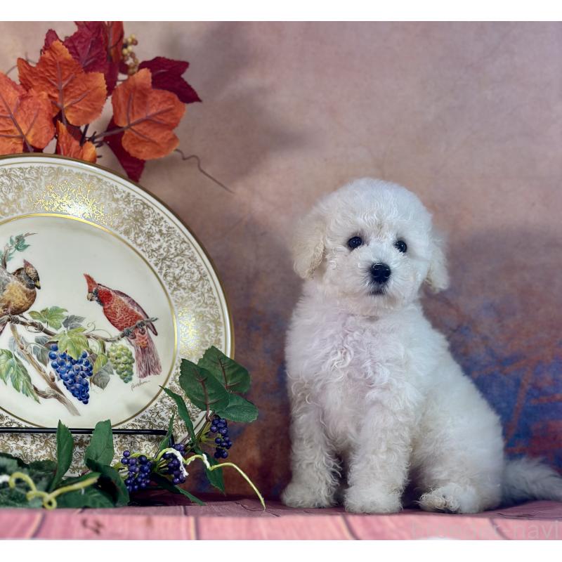 販売中の京都府のタイニープードル-413400の4枚目