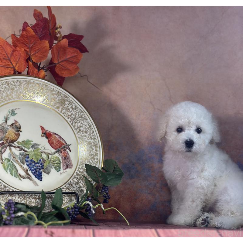 販売中の京都府のタイニープードル-413400の3枚目