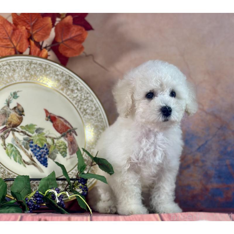 販売中の京都府のタイニープードル-413400の2枚目