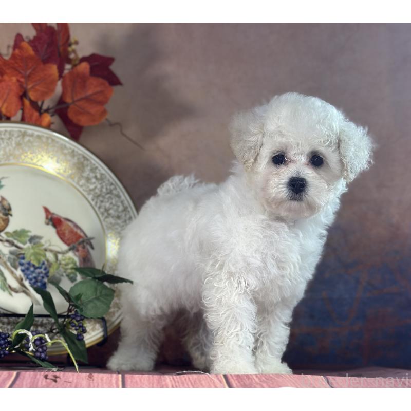 販売中の京都府のタイニープードル-413399の10枚目