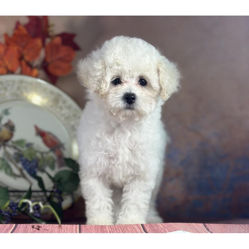 販売中の京都府のタイニープードル-413399の9枚目