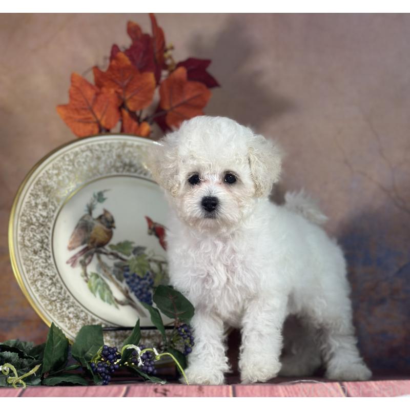 販売中の京都府のタイニープードル-413399の8枚目