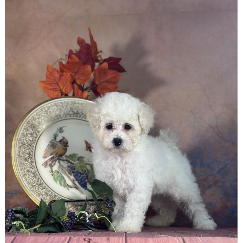 販売中の京都府のタイニープードル-413399の7枚目