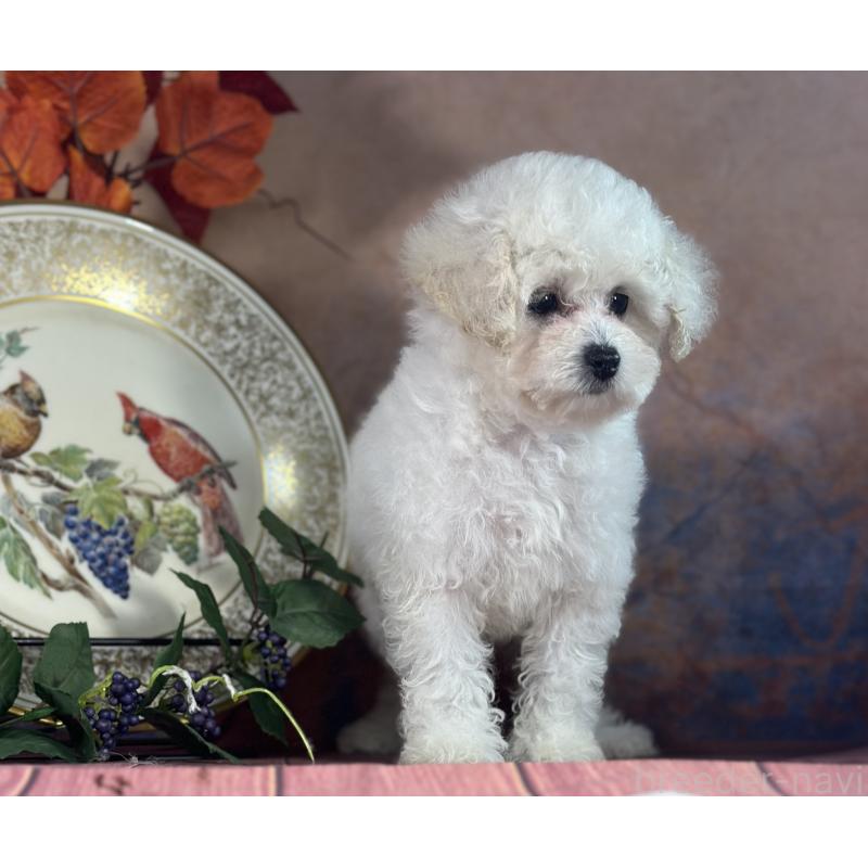 販売中の京都府のタイニープードル-413399の6枚目