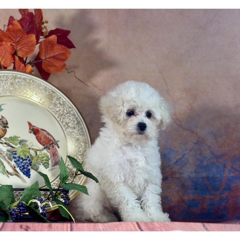 販売中の京都府のタイニープードル-413399の5枚目