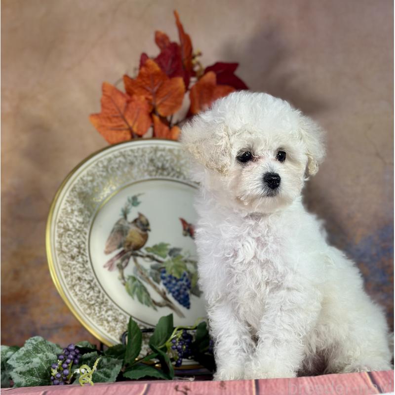 販売中の京都府のタイニープードル-413399の4枚目