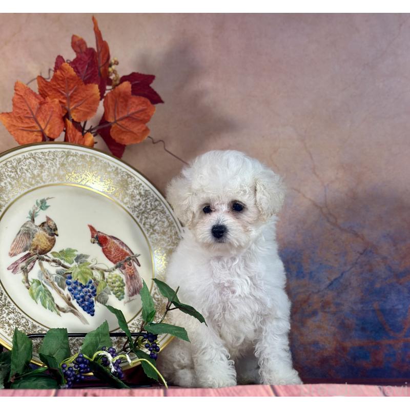 販売中の京都府のタイニープードル-413399の3枚目