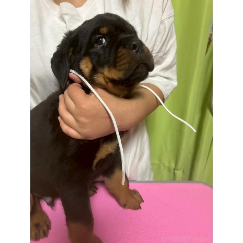 販売中の栃木県のロットワイラー-421573の5枚目