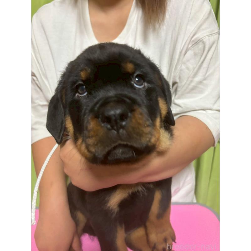販売中の栃木県のロットワイラー-421573の4枚目