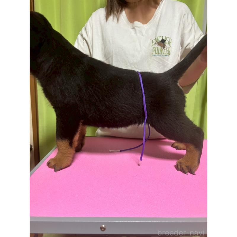 販売中の栃木県のロットワイラー-421574の2枚目