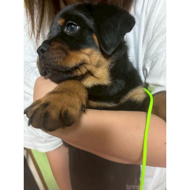 販売中の栃木県のロットワイラー-421575の2枚目