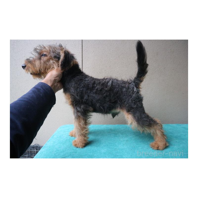 販売中の千葉県のウェルシュテリア-405083の4枚目