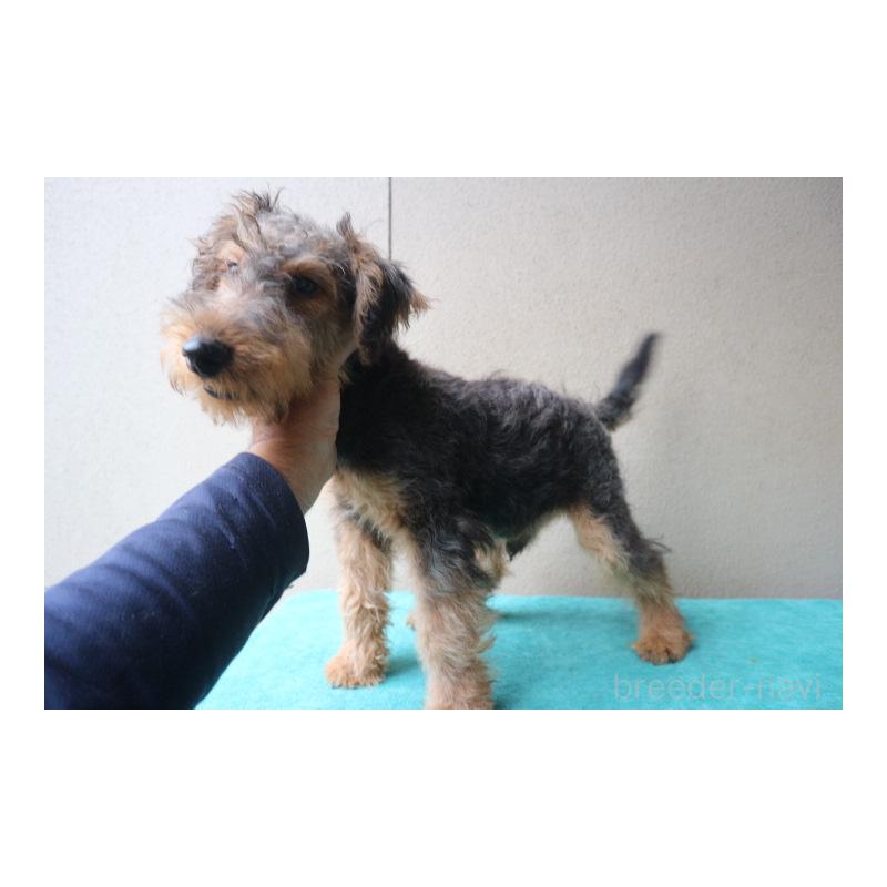 販売中の千葉県のウェルシュテリア-405083の3枚目