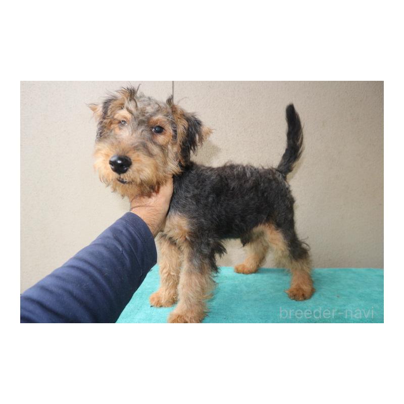 販売中の千葉県のウェルシュテリア-405083の2枚目