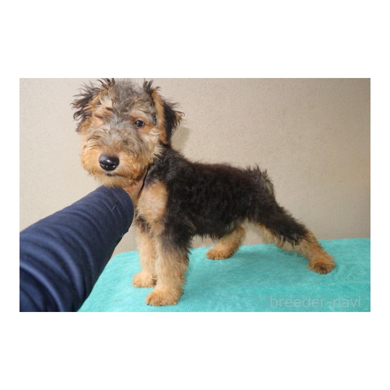 販売中の千葉県のウェルシュテリア-407054の5枚目