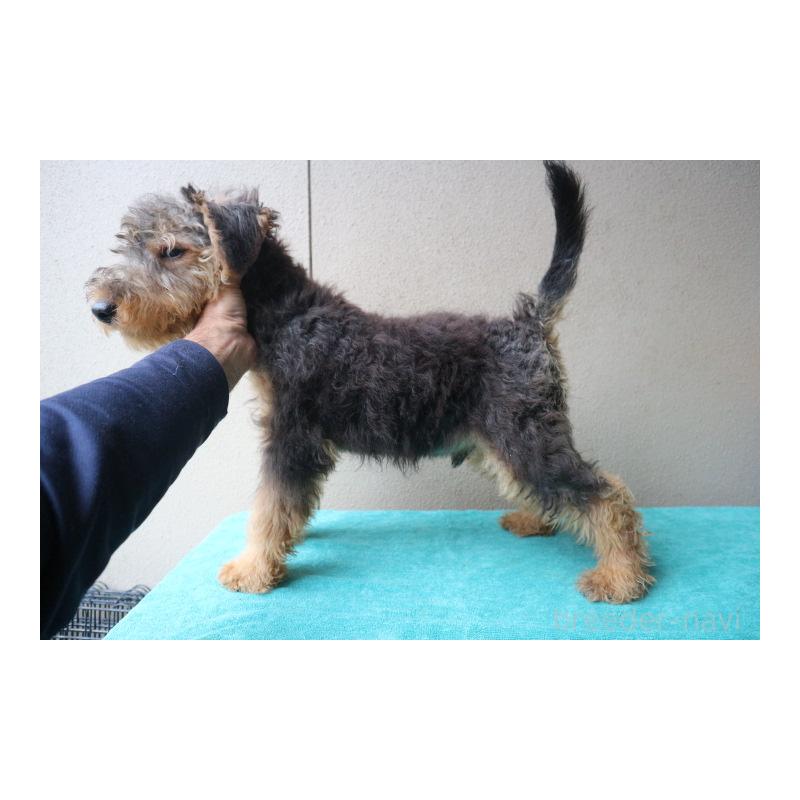 販売中の千葉県のウェルシュテリア-407054の4枚目