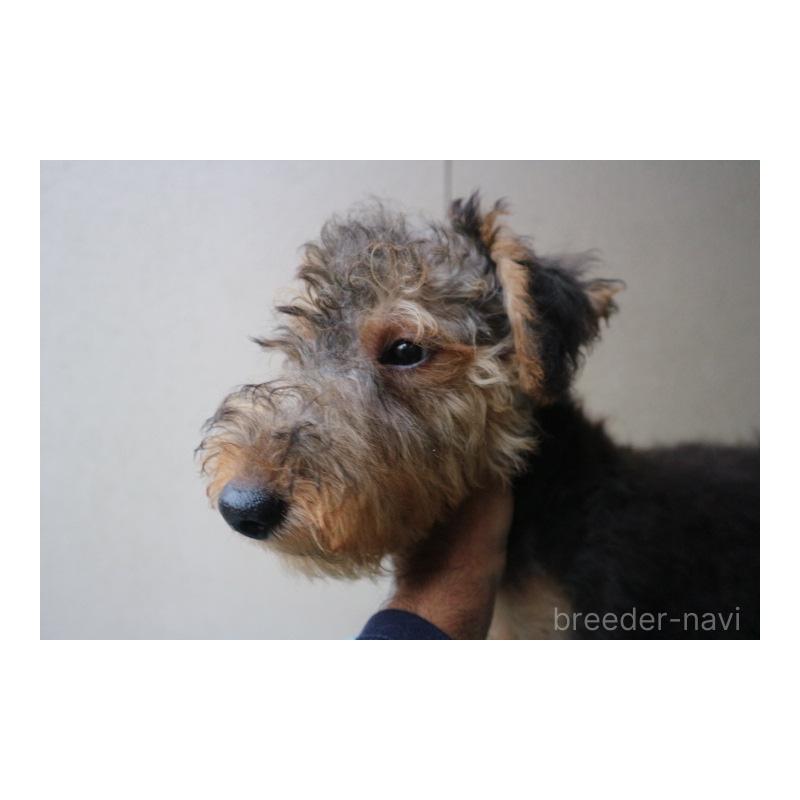 販売中の千葉県のウェルシュテリア-407054の3枚目