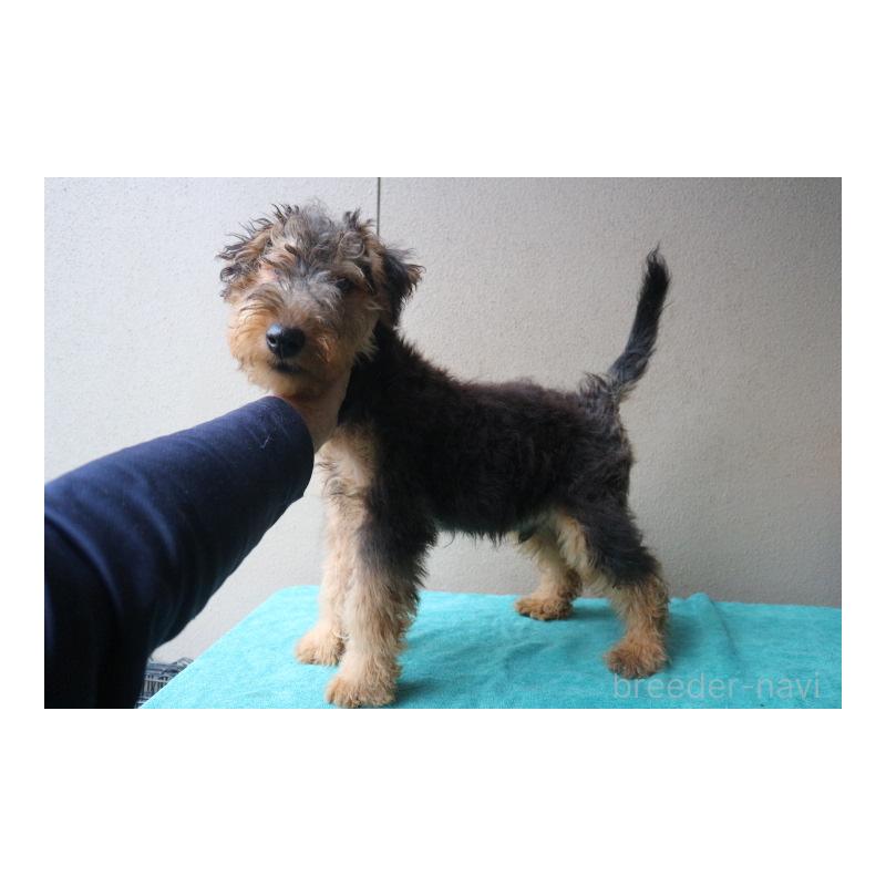 販売中の千葉県のウェルシュテリア-407054の2枚目