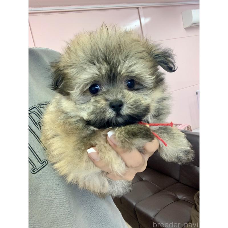 販売中の滋賀県のポメマル:ポメラニアン×マルチーズ-414085の5枚目