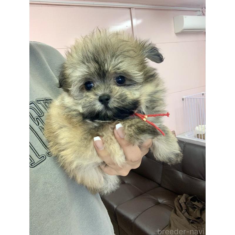 販売中の滋賀県のポメマル:ポメラニアン×マルチーズ-414085の4枚目