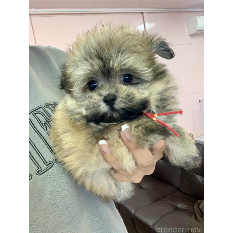 販売中の滋賀県のポメマル:ポメラニアン×マルチーズ-414085の3枚目