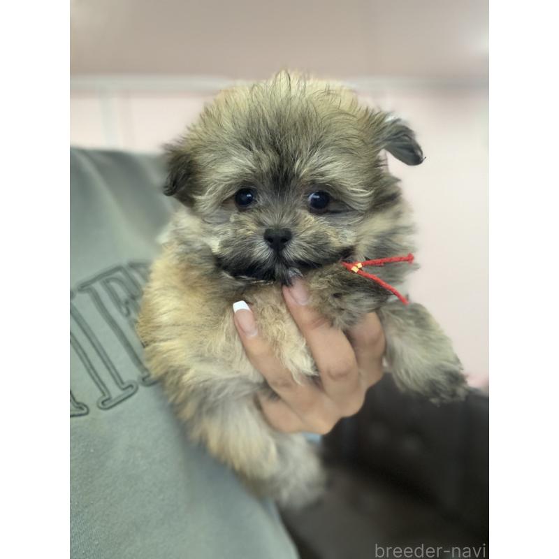 販売中の滋賀県のポメマル:ポメラニアン×マルチーズ-414085の2枚目