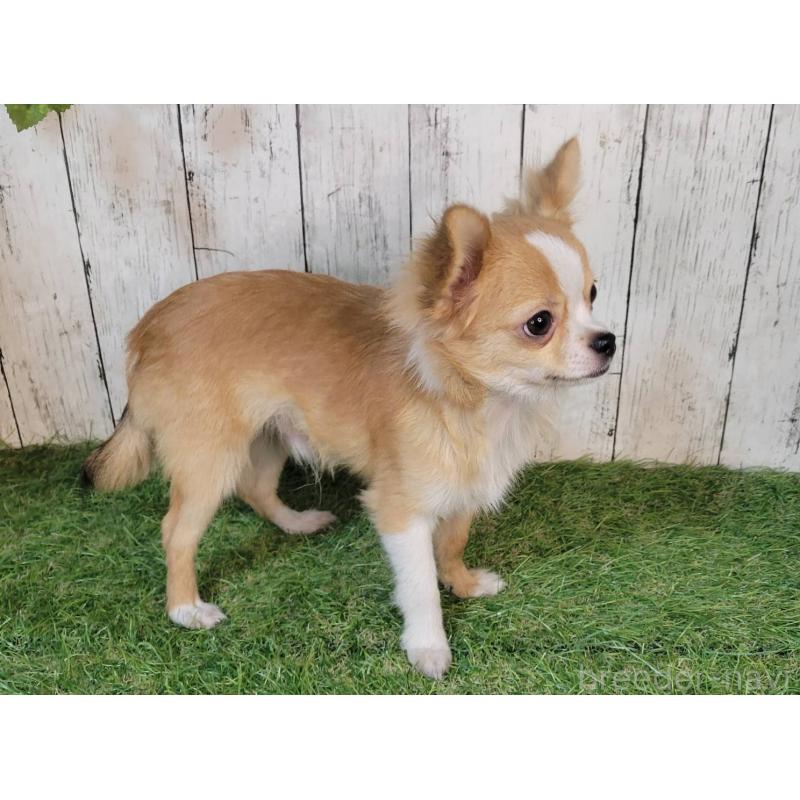 販売中の三重県のチワワ(ロングコート)-392841の2枚目