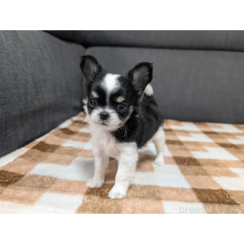 成約済の愛知県のチワワ(ロングコート)-419169の22枚目