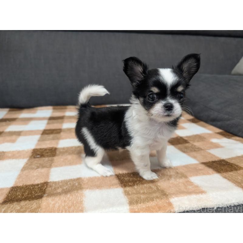 成約済の愛知県のチワワ(ロングコート)-419169の17枚目