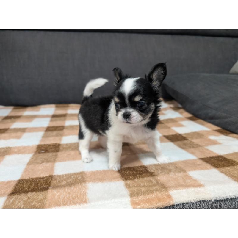 成約済の愛知県のチワワ(ロングコート)-419169の16枚目