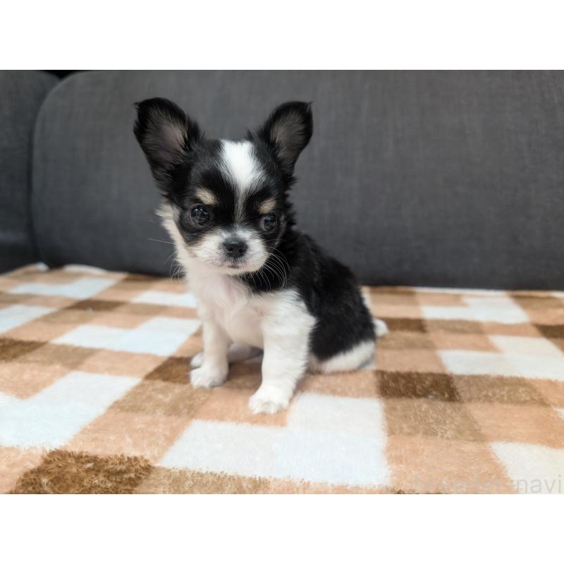 成約済の愛知県のチワワ(ロングコート)-419169の14枚目